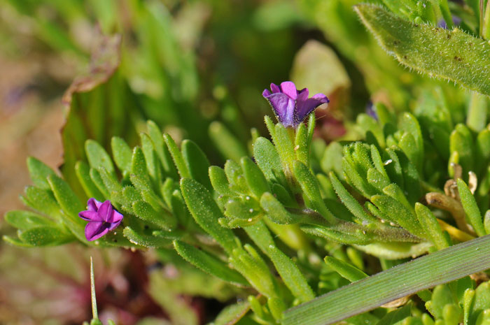 Seaside Petunia is an introduced species naturalized in southern and coastal states. This species is found between 400 and 5,000 feet. Calibrachoa parviflora